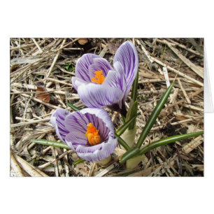 Carte de crocus