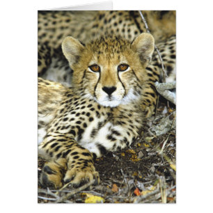 Carte de CUB 2 de guépard