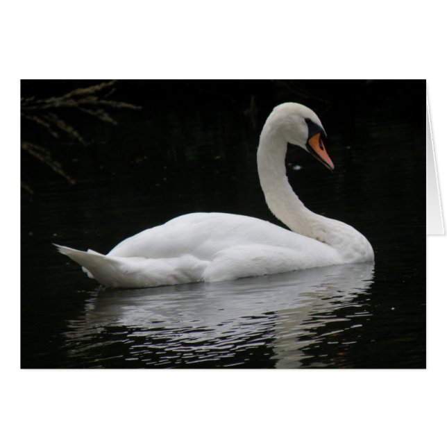 Carte de cygne blanche gracieuse (Devant horizontal)