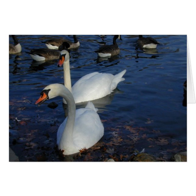 Carte de cygne souriant (Devant horizontal)