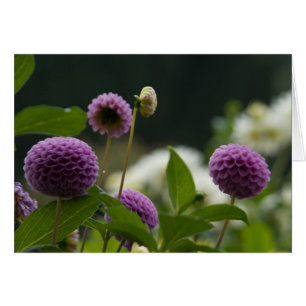 Carte de dahlia