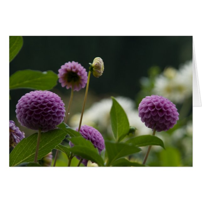 Carte de dahlia (Devant horizontal)