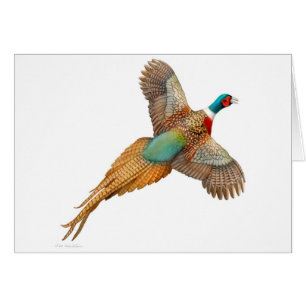Carte de faisan de Ringneck de vol