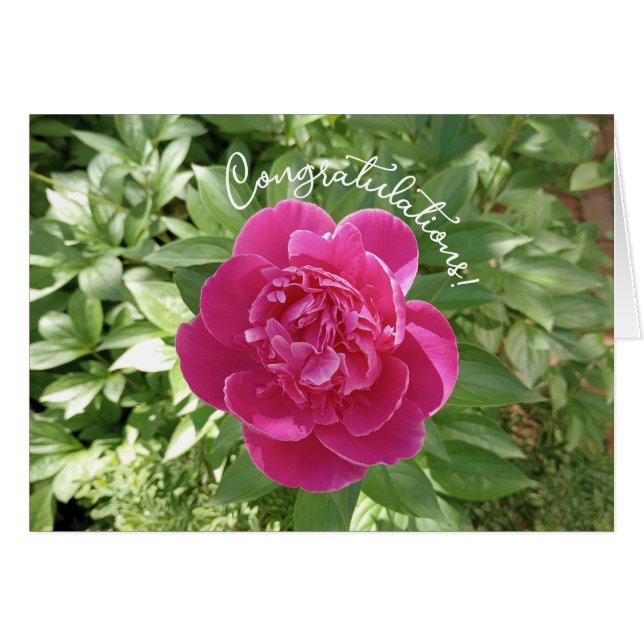 Carte de félicitations fleur de pivoine rose vibra (Devant horizontal)