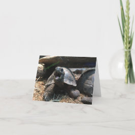 carte de félicitations tortue bébé (félicitations)
