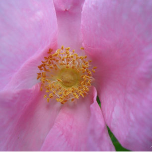 Carte de fête des mères