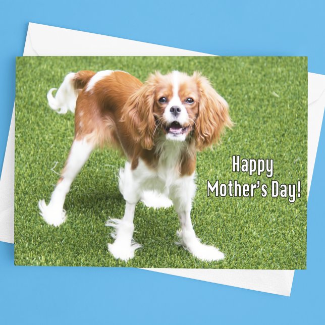 Carte de fête des mères Cavalier King Charles (Créateur téléchargé)