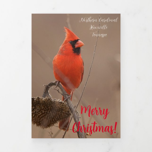 Carte De Fin D'année Trois Volets Carte "Joyeux Noël" avec Cardinal (Page de couverture)