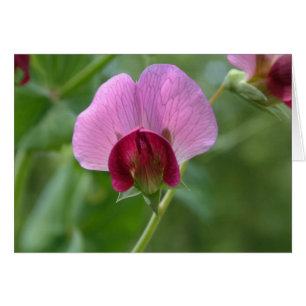 Carte de fleur de pois instantané de sucre