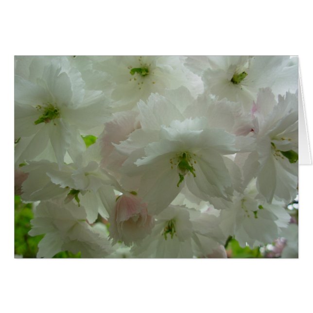 Carte de fleurs de cerisier Carte de fleurs blanch (Devant horizontal)