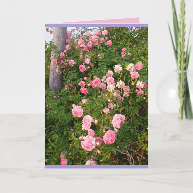 Carte de fleurs de jardin de roses rampantes roses (Devant)
