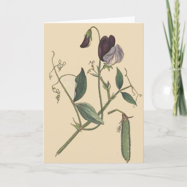 Carte de fleurs de pois doux (Devant)