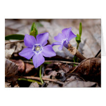 Carte de fleurs pourpres