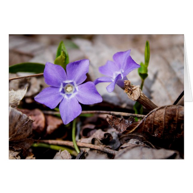 Carte de fleurs pourpres (Devant horizontal)