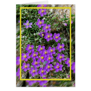 Carte de fleurs sauvages