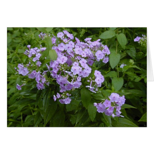Carte de floraison de Phlox (Devant horizontal)