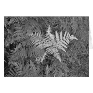 Carte de fougères