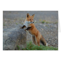 Carte de Fox - blanc pour toutes les occasions -