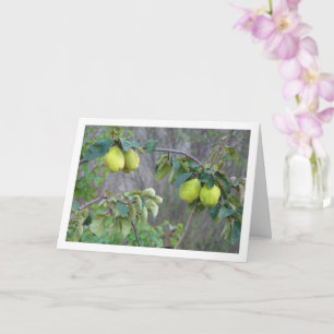Carte de fruit de coing