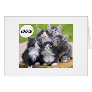 CARTE DE GROUPE POUR L'AMOUREUX DE LA KITTY DE 50