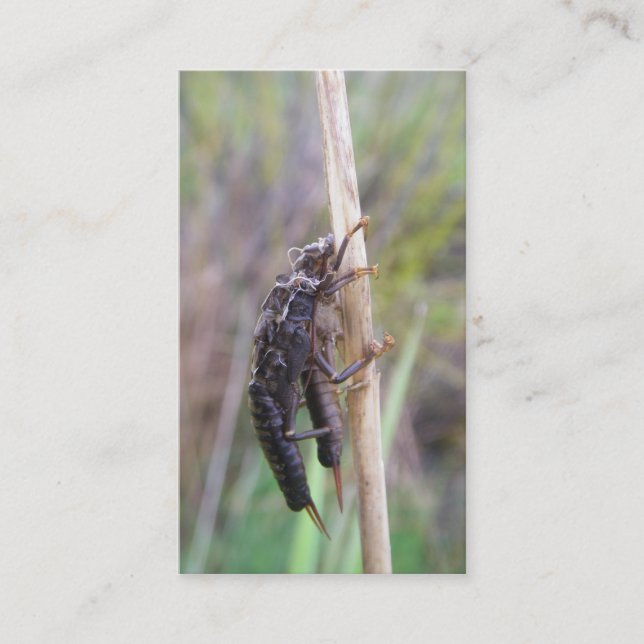 Carte de guide de pêche de mouche (Devant)