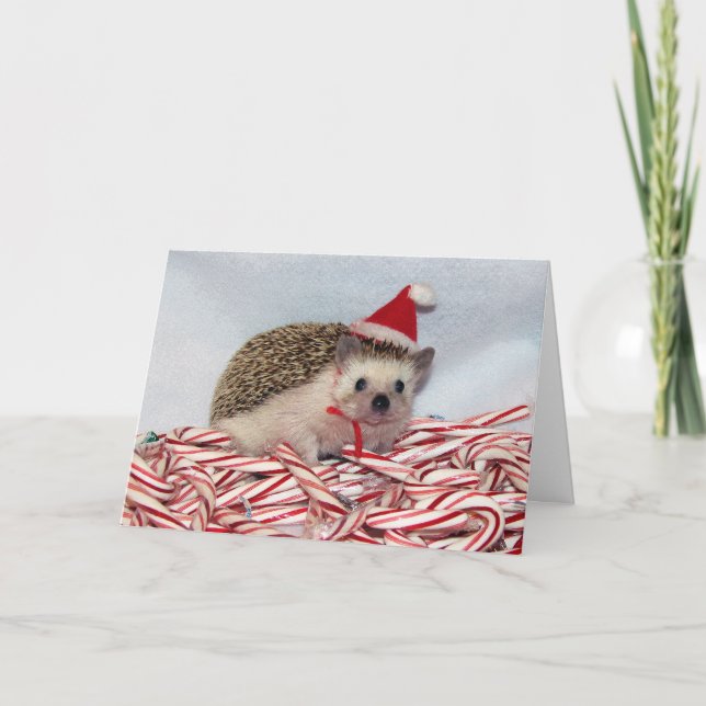 Carte de Hedgie de Noël (Devant)