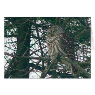 Carte de hibou barré