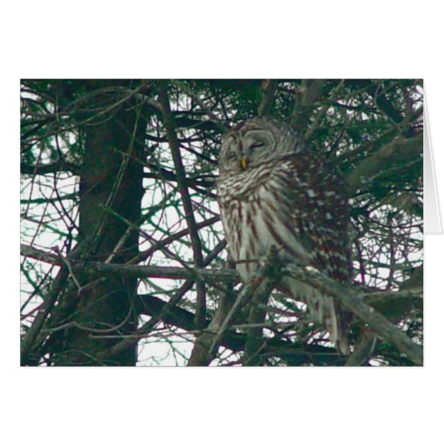 Carte de hibou barré (Devant horizontal)