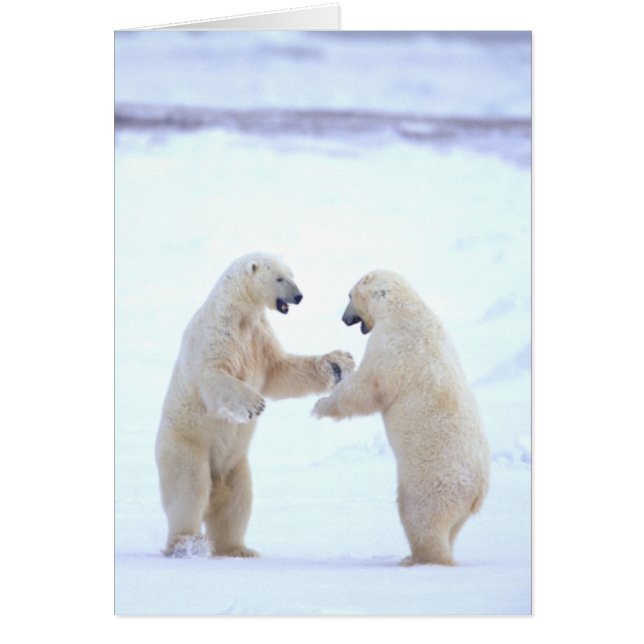 Carte de jeu d'ours blanc (Devant)