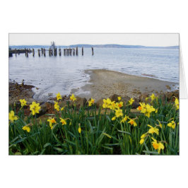Carte de jonquilles