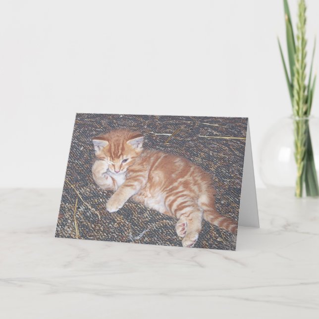 Carte de Kitten Feral Tabby Orange (Devant)