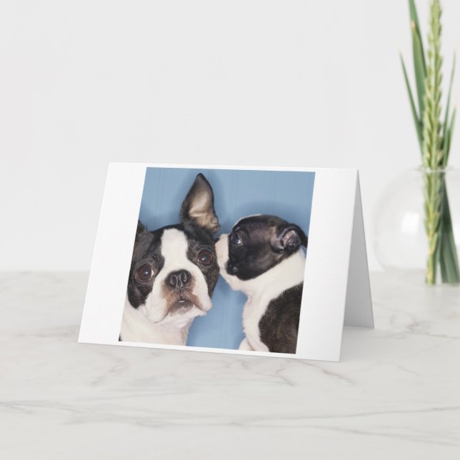 Carte de la fête des mères Boston Terrier (Devant)