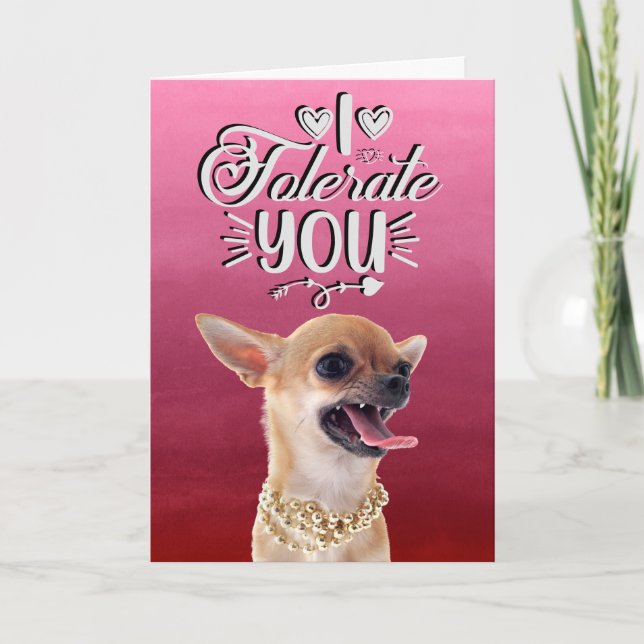 Carte de la Saint-Valentin pour un Chihuahua agaça (Devant)