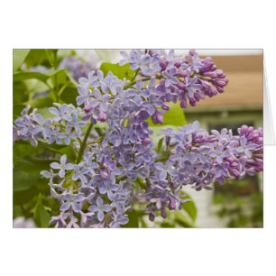 Carte de lilas