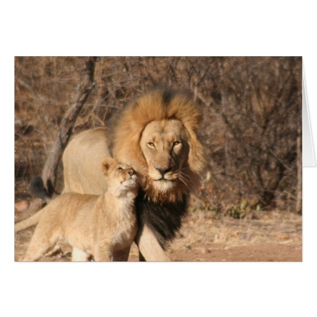 Carte de lion et de CUB de lion (Devant horizontal)
