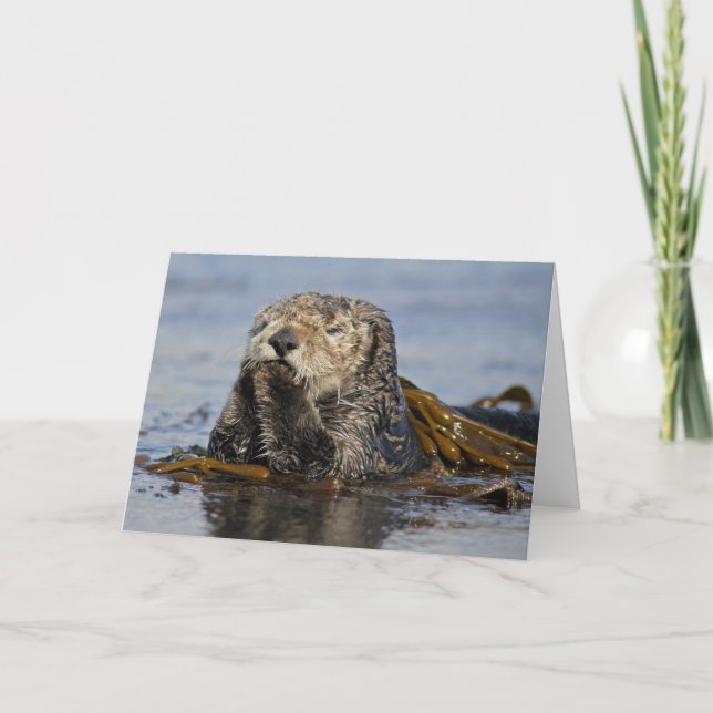 Carte de loutre de mer de la Californie - photo de (Devant)