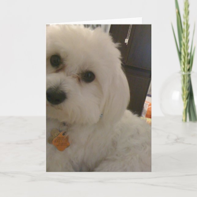 Carte de Maltipoo (Devant)