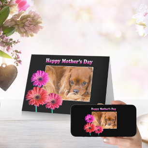 Carte de marguerites Cavalier King Charles pour la