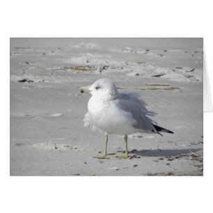 Carte de mouette soufflée