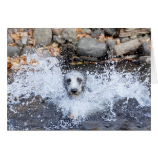 Carte de natation de Lurcher