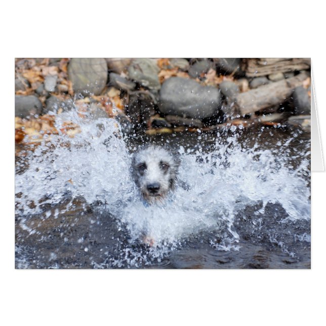 Carte de natation de Lurcher (Devant horizontal)