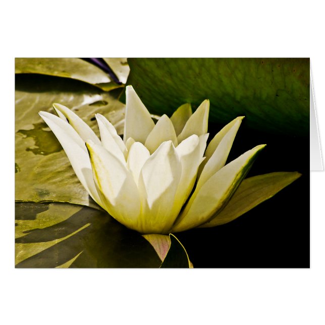 Carte de nénuphar (Devant horizontal)