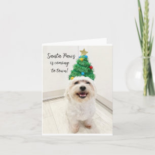 Carte de Noël adorable Bichon Maltais avec Santa P