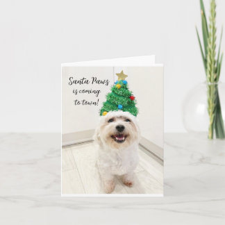 Carte de Noël adorable Bichon Maltais avec Santa P