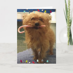 Carte de Noël au bâton de Noël pour chien Yorkie