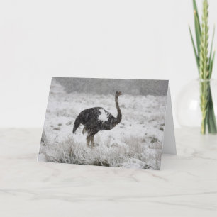 Carte de Noël - autruche