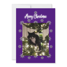 Carte de Noël avec chat smoking sur l'arbre.