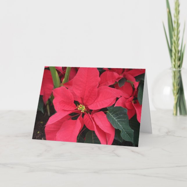 Carte de Noël avec Poinsettia rouge vif (Devant)