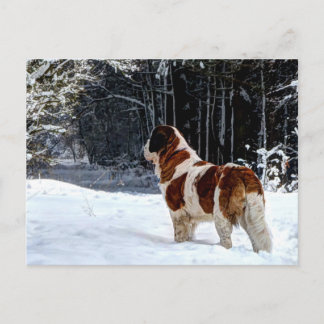 carte de Noël avec Saint Bernard dans la neige