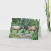 carte de noël avec wapiti de Yellowstone